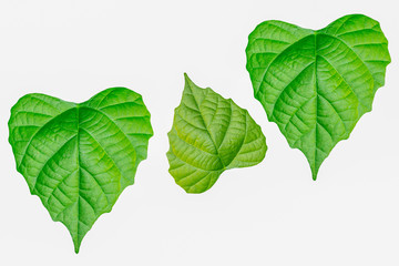 green leaf background