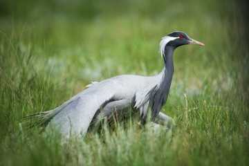 Demoiselle crane / Anthropoides virgo. Chyornye Zemli (Black Lands) Nature Reserve,  Kalmykia region, Russia.