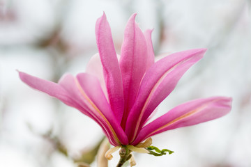Pink Magnolia blossom, shallow DOF, high key