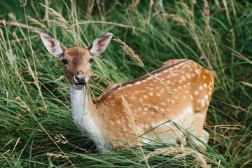 Close-up of a wild deer in a wilderness