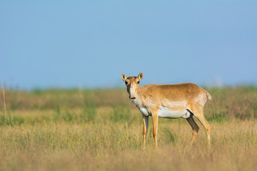 Saiga tatarica, Chyornye Zemli (Black Lands) Nature Reserve,  Kalmykia region, Russia.