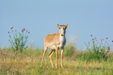 Saiga tatarica, Chyornye Zemli (Black Lands) Nature Reserve,  Kalmykia region, Russia.