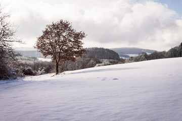 Fototapeta na wymiar Baum auf schneebedeckter Fläche an einem sonnigen Tag, Berlingen Rheinland-Pfalz Vulkaneifel, Germany
