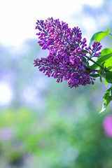 Lilac in violet toning, blossoming lilac in sunlight, purple flowers with copy space, blank for postcard, blurred background, festive bouquet, art