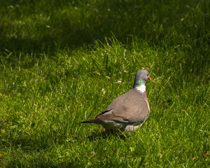 Ringeltaube auf einer grünen Wiese