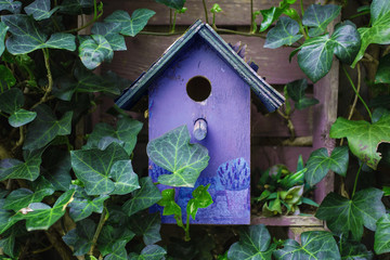 Colorful wooden birdhouse with ivy on the wall 