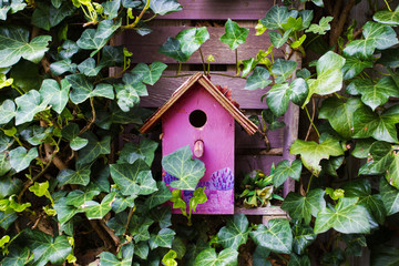 Colorful wooden birdhouse with ivy on the wall cute pink 