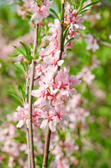 Almonds (Prunus dulcis) in bloom. Tree branches covered with many pink flowers
