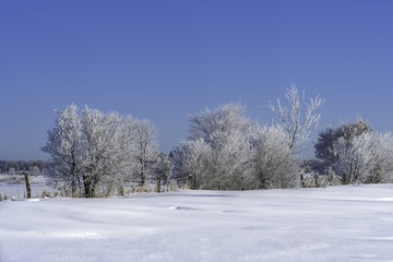 Winter wallpaper, farmers field with frosted  trees  in winter