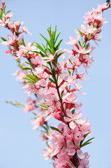 Almonds (Prunus dulcis) in bloom against the blue sky. Tree branches covered with many pink flowers