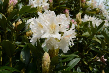 Rhododendron Blüte weiß mit Knospe