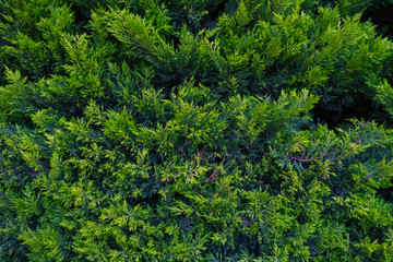 Closeup natural evergreen pine tree