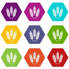 Juicy Wheat icons 9 set coloful isolated on white for web