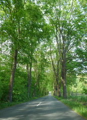 Obraz premium Idyllische Allee im Frühling