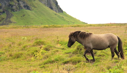 Obraz premium Berg, Pferd, Islandponny ,Gras, Moos,Tier,Natur,Wiese