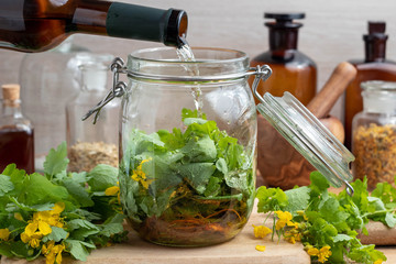 Preparation of homemade liver tonic by pouring wine over greater celandine leaves and roots