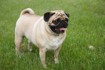 Obraz premium Small pug dog standing in green grass