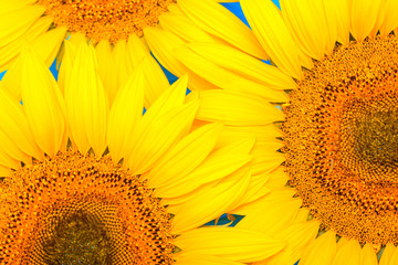 background of sunflowers