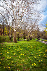 Green fielld with Daffodils. Spring in Prague