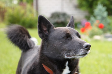 Portrait of big black dog in home garden