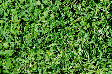 green grass for background