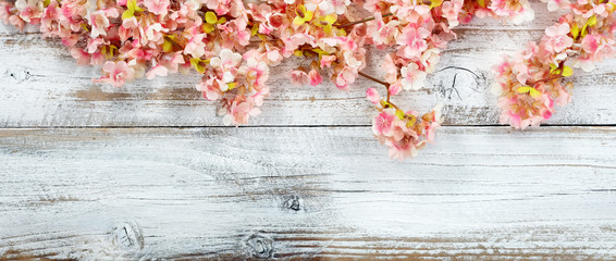 Blooming cherry blossom flowers on white vintage wood in overhead view for spring concept