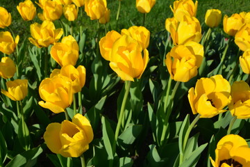 Tulip flower spring tulips purple nature flowers garden field bloom pink red green flower plant Park summer grass Bud season white Fox petal color yellow