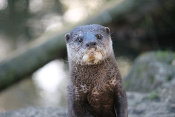 asian small clawed otter head shot 