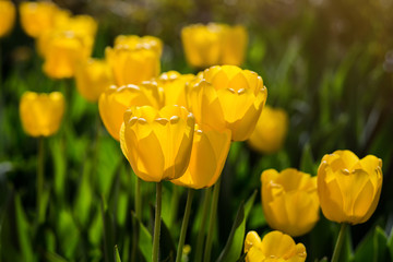 Group of  beautiful yellow tulips growing in the garden lit by sunlight on springtime as flowers concept