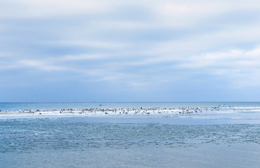 Small waves in the sea. Seagulls fly in the sky above the sea. Seagulls on the seashore. Sea coastal zone and birds.