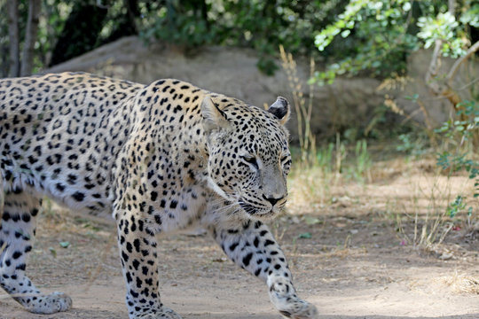 leopard walking in search of food