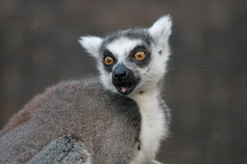Ring-tailed Lemur monkey with orange eyes in a zoo