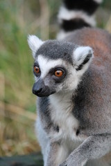 Obraz premium Ring-tailed Lemur monkey with orange eyes in a zoo