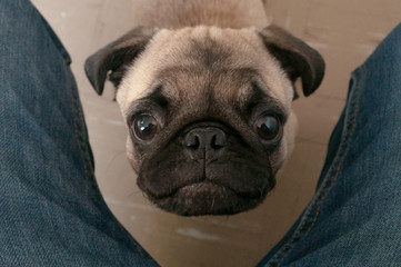 Pug 3