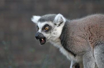 Ring-tailed Lemur monkey with orange eyes calling 