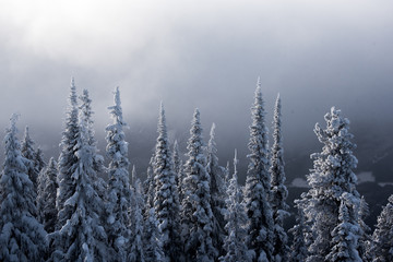Snow covered trees - Revelstoke Mountain 