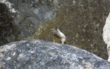 Cute squirrel of Yosemite National Park