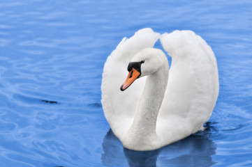 Beautiful white mute swan in blue water.