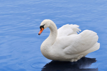 Beautiful white mute swan in blue water.