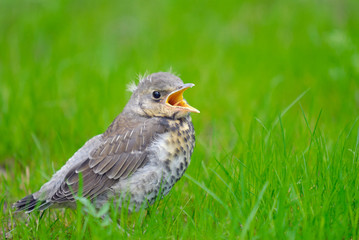 Young hungry thrush cry for food in a grass.