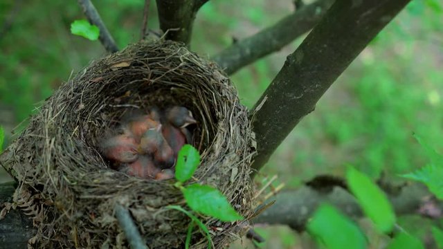 Blackbird chicks in the nest - (4K)