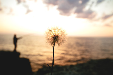 Obraz na płótnie Canvas Dandelion on sunset background.