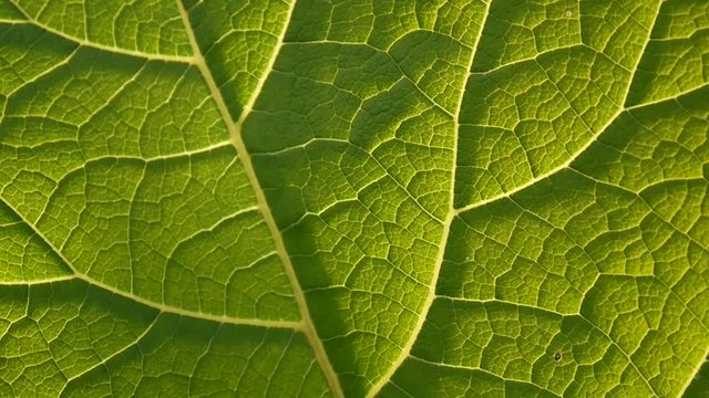 Burdock leaf macro. Arctium. HD video.