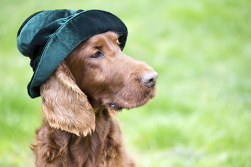 Cute Irish Setter dog wearing a green hat