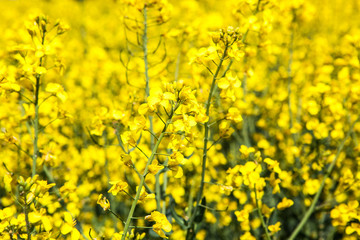 Closeup of a flower in a blooming rapeseed field in the French countryside during spring