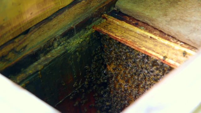 Otwarty ul z pszczołami, owady ruszają się z miejsca na miejsce i nie reagują na człowieka