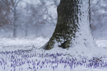 Late snow over a wild crocus field into the forest