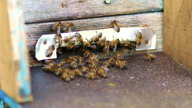 Dużo pszczół przylatujących do ula i siedzących przy wejściu do swojego domu, piękne złote pszczoły po pracy