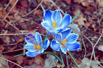 Instagram-style blue crocuses in spring