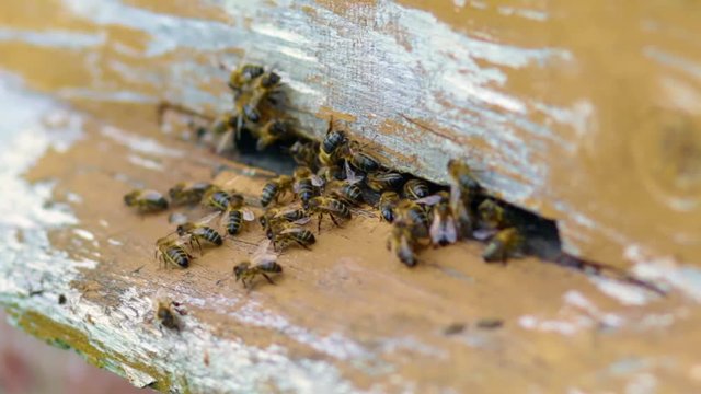 Dużo pszcz&oacute;ł przylatujących do ula i siedzących przy wejściu do swojego domu, zbliżenie na piękne złote pszczoły